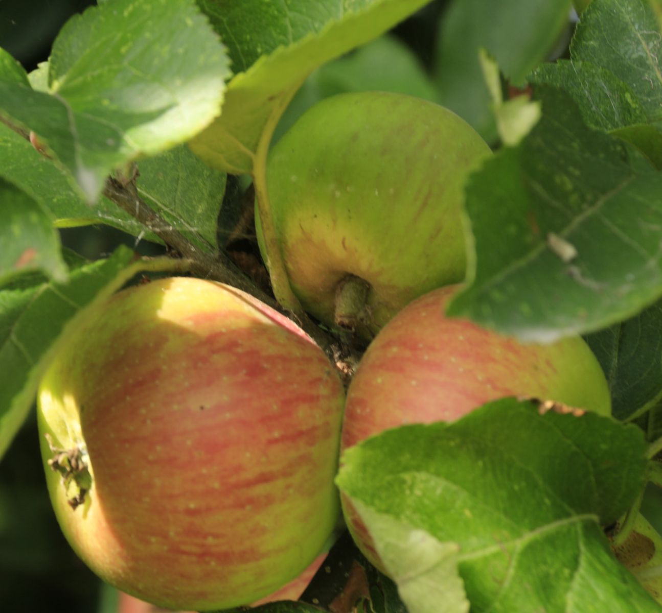 An apple a day - Jenny Tucker